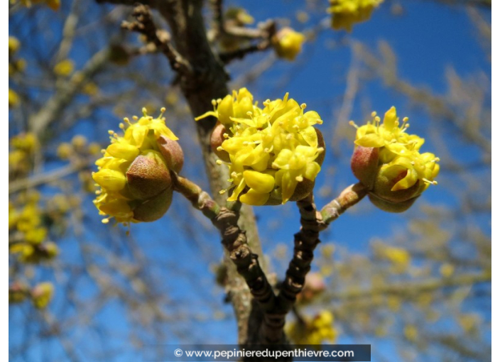 CORNUS mas