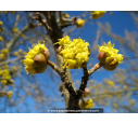 CORNUS mas