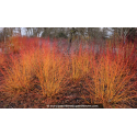 CORNUS sanguinea \'Midwinter Fire\'