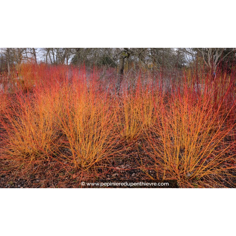 CORNUS sanguinea 'Midwinter Fire' -Hiver