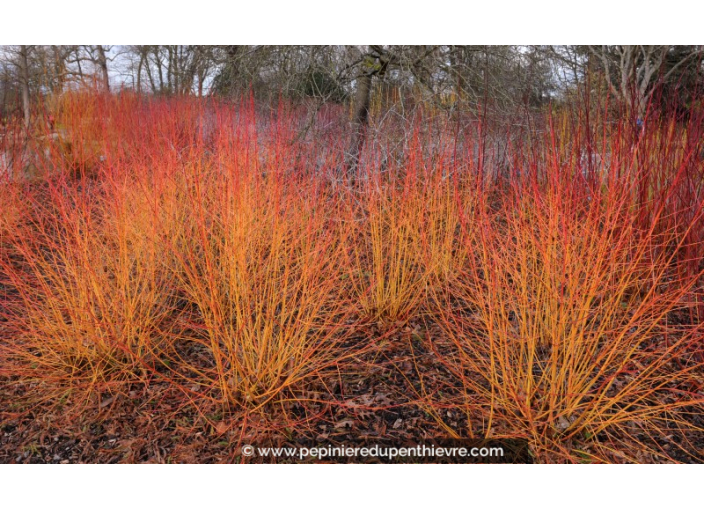 CORNUS sanguinea 'Midwinter Fire' -Hiver