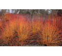 CORNUS sanguinea 'Midwinter Fire' -Hiver
