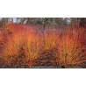 CORNUS sanguinea \'Midwinter Fire\'
