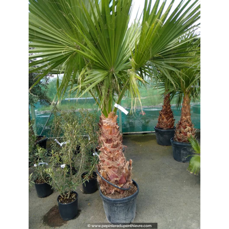 WASHINGTONIA robusta 'Tronc 100/120'
