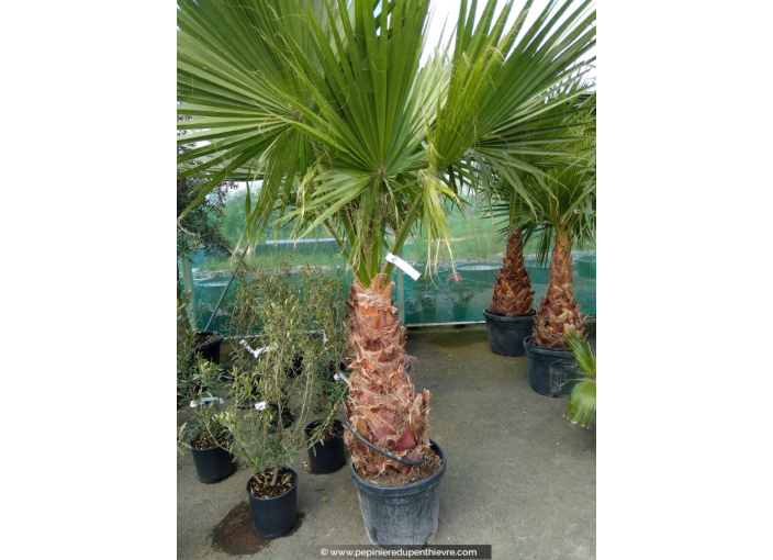 WASHINGTONIA robusta 'Tronc 100/120'