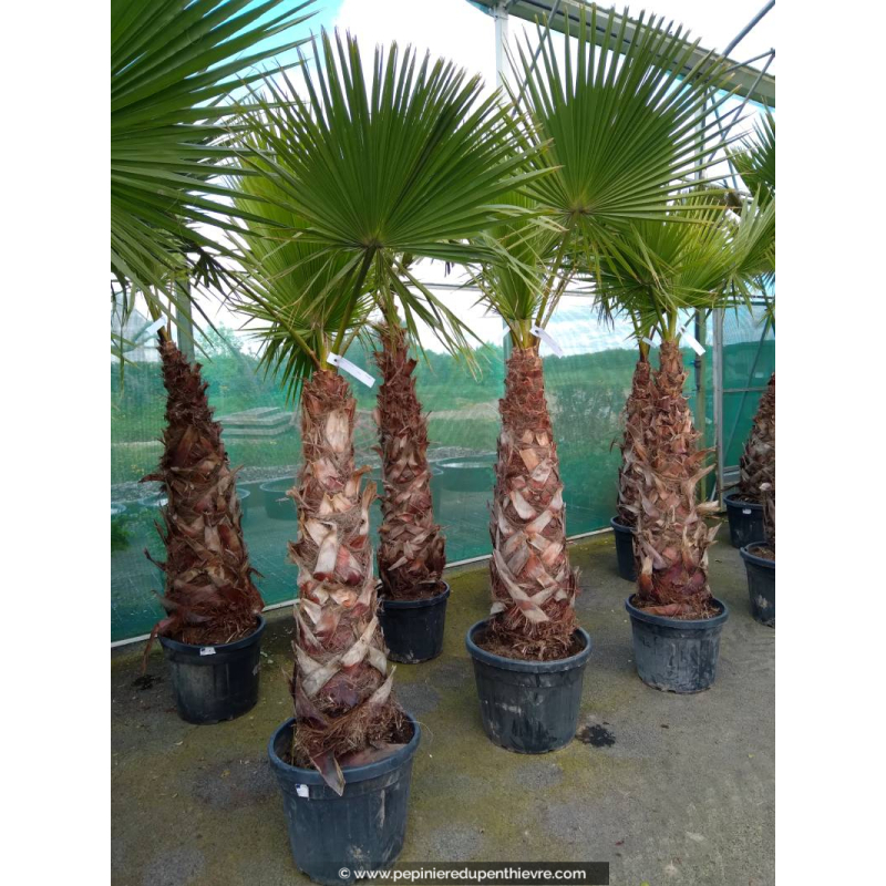 WASHINGTONIA robusta 'Tronc 150/175'
