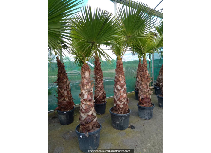 WASHINGTONIA robusta 'Tronc 150/175'