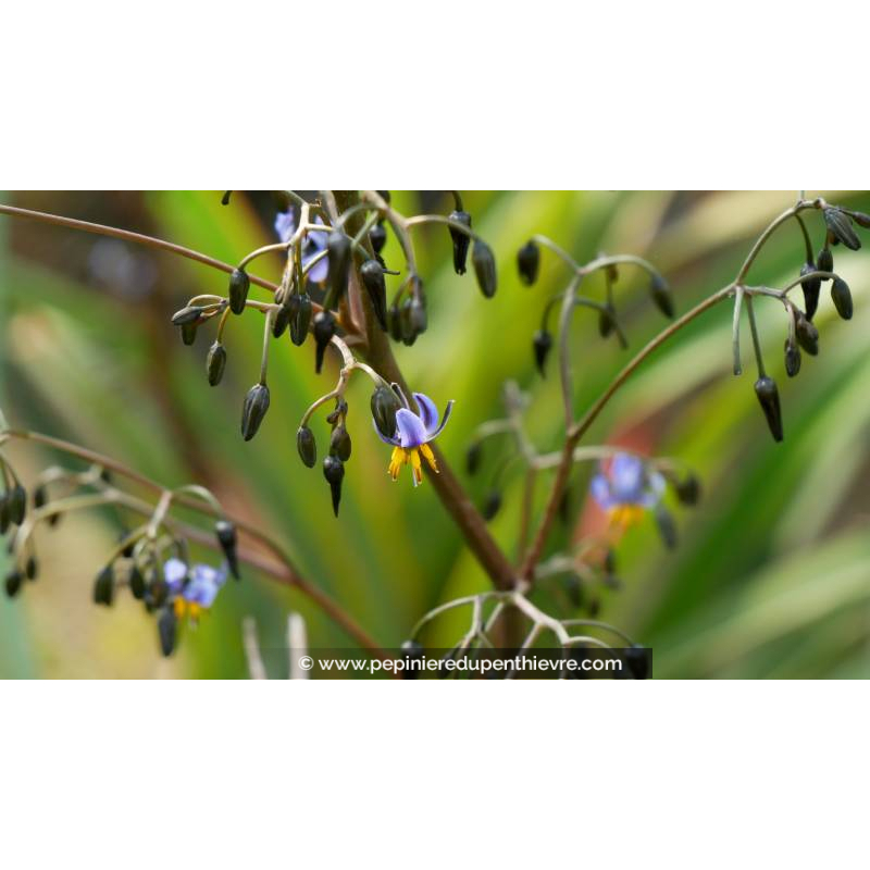 DIANELLA tasmanica