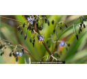 DIANELLA tasmanica