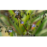 DIANELLA tasmanica