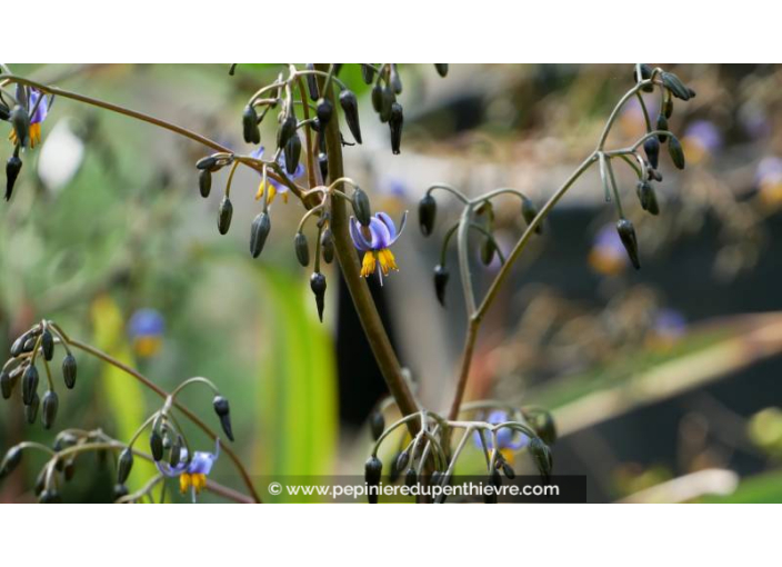 DIANELLA tasmanica