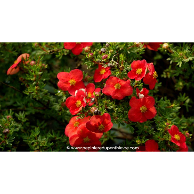 POTENTILLA	fruticosa 'Red Joker'