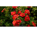 POTENTILLA	fruticosa 'Red Joker'