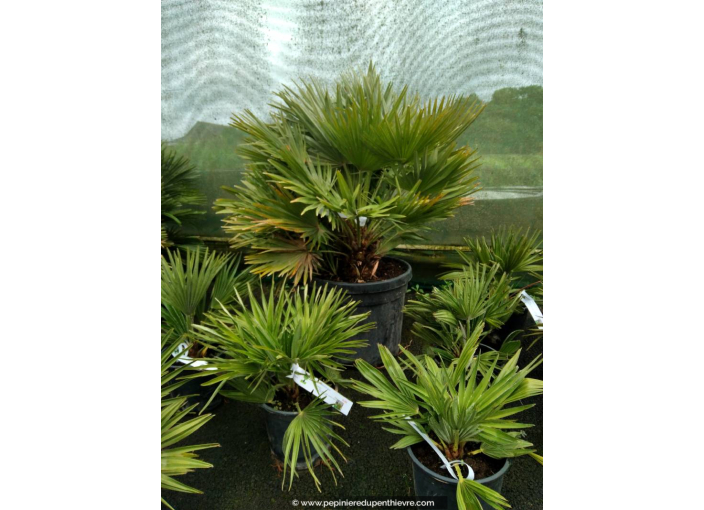 CHAMAEROPS humilis 'Vulcano' 15/20