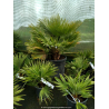 CHAMAEROPS humilis \'Vulcano\' 15/20