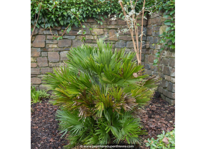CHAMAEROPS humilis 'Vulcano' 70/80