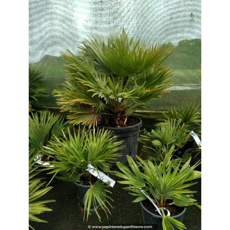 CHAMAEROPS humilis 'Vulcano' 70/80