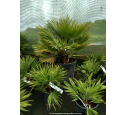 CHAMAEROPS humilis 'Vulcano' 70/80