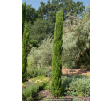 CUPRESSUS sempervirens 'Totem' 175/200