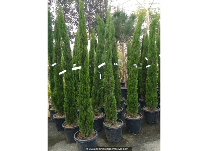 CUPRESSUS sempervirens 'Totem' 175/200