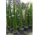CUPRESSUS sempervirens 'Totem' 175/200