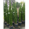 CUPRESSUS sempervirens \'Totem\' 175/200