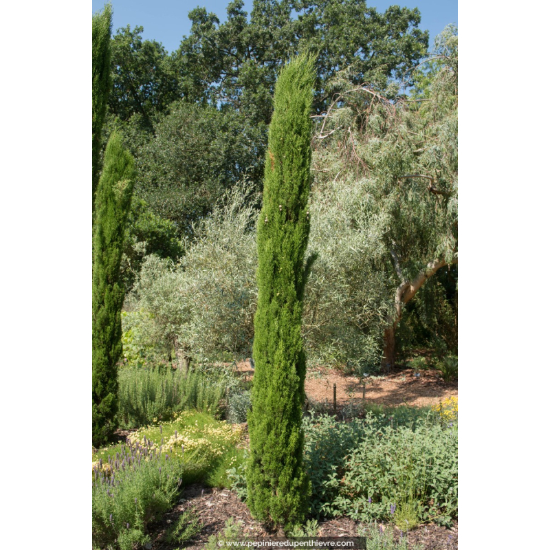 CUPRESSUS Sempervirens Totem 200 250 Cypr s P pini re Du Penthi vre cupressus-sempervirens-totem-200-250-cypr-s-p-pini-re-du-penthi-vre