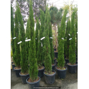 CUPRESSUS sempervirens 'Totem' 200/250
CUPRESSUS sempervirens \'Totem\' 200/250