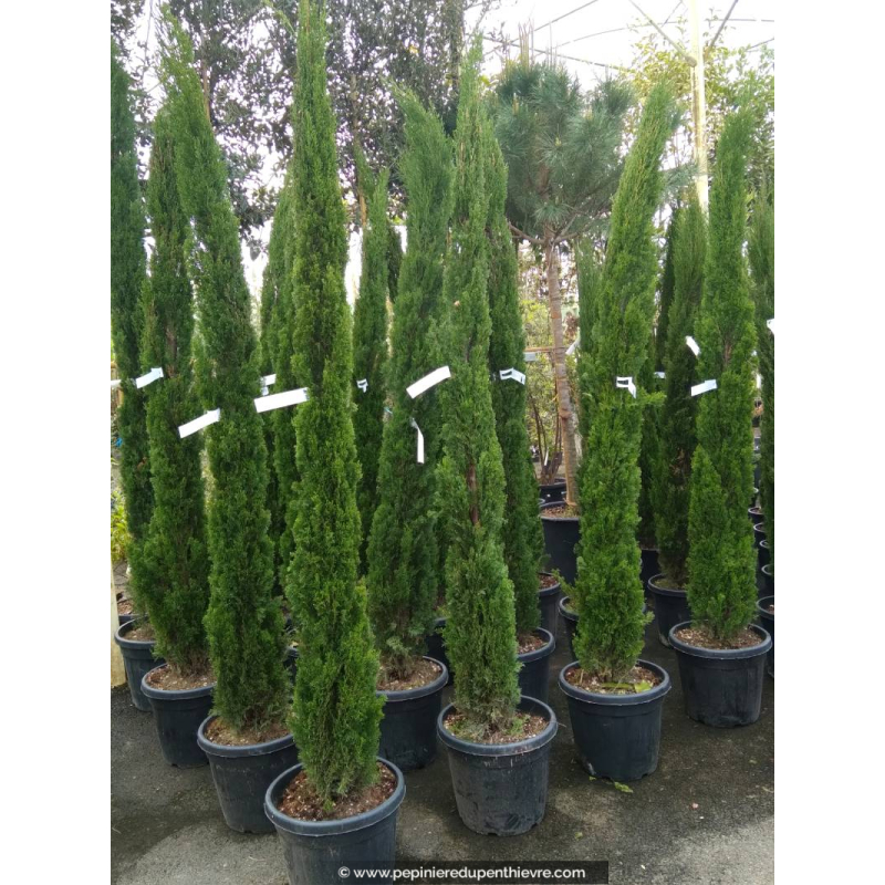 CUPRESSUS sempervirens 'Totem' 200/250