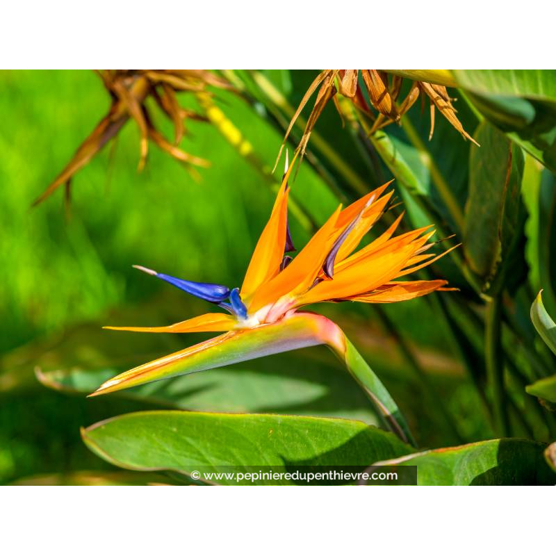 STRELITZIA reginae