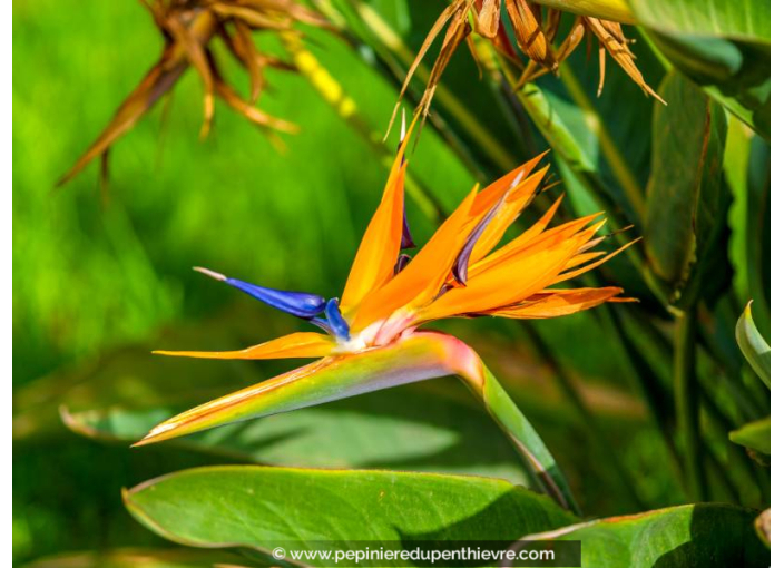 STRELITZIA reginae