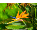 STRELITZIA reginae