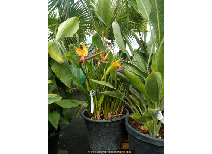 STRELITZIA reginae