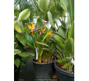 STRELITZIA reginae