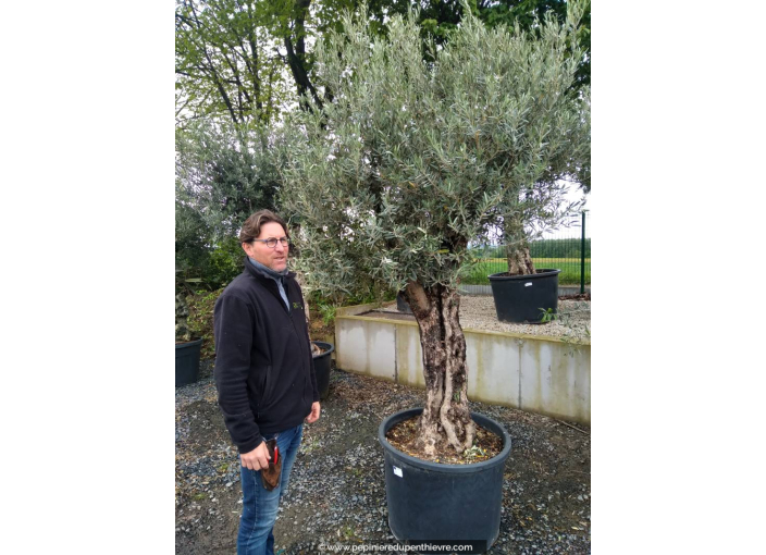 OLEA europaea - OLIVIER 'Tronc vieillissant 60/80'