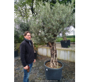 OLEA europaea - OLIVIER 'Tronc vieillissant 60/80'