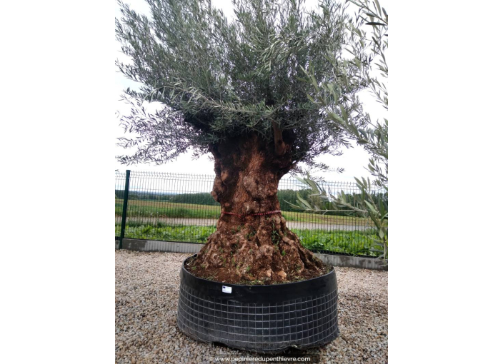 OLEA europaea - OLIVIER 'Bonsaï 175/200'
