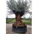 OLEA europaea - OLIVIER 'Bonsaï 175/200'