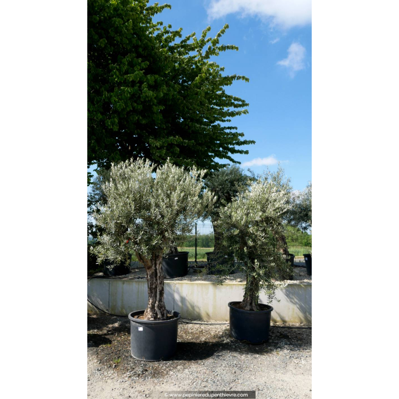 OLEA europaea - OLIVIER 'Tronc vieillissant 60/80'