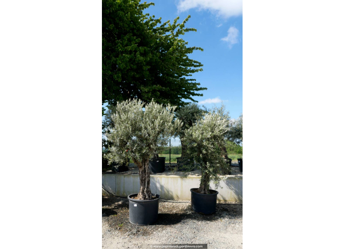 OLEA europaea - OLIVIER 'Tronc vieillissant 60/80'