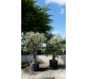 OLEA europaea - OLIVIER 'Tronc vieillissant 60/80'