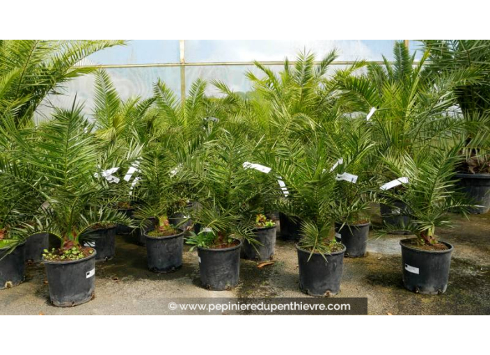 PHOENIX canariensis - Cont. 5 L