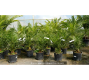 PHOENIX canariensis - Cont. 5 L