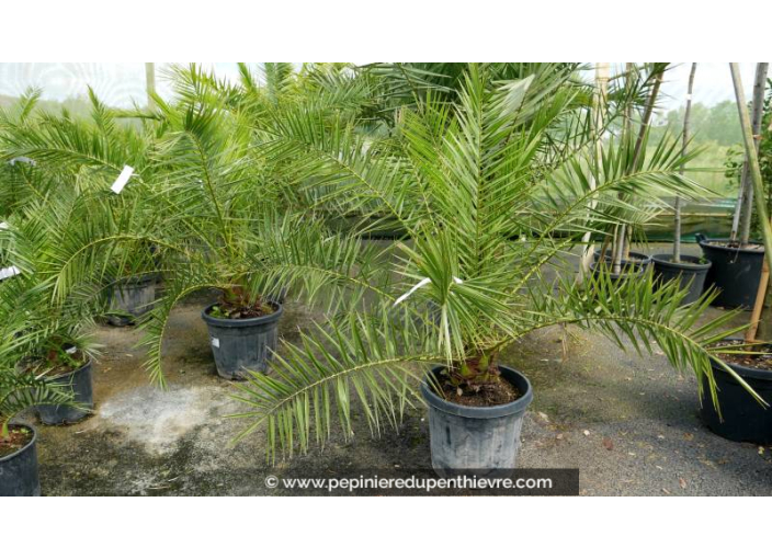 PHOENIX canariensis '25L'