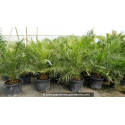PHOENIX canariensis \'45L\'
