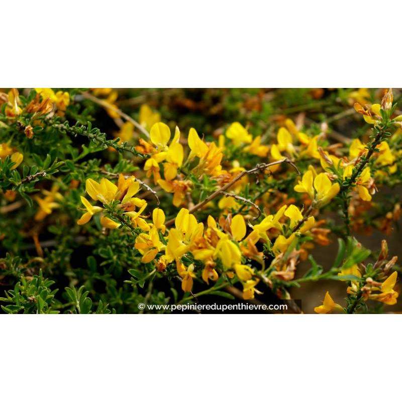 GENISTA pilosa 'Vancouver Gold'