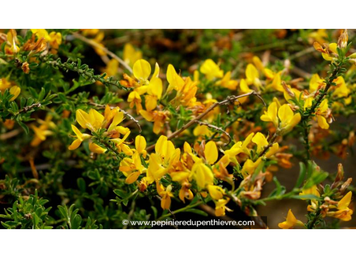 GENISTA pilosa 'Vancouver Gold'