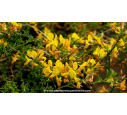 GENISTA pilosa 'Vancouver Gold' GENISTA pilosa 'Vancouver Gold'