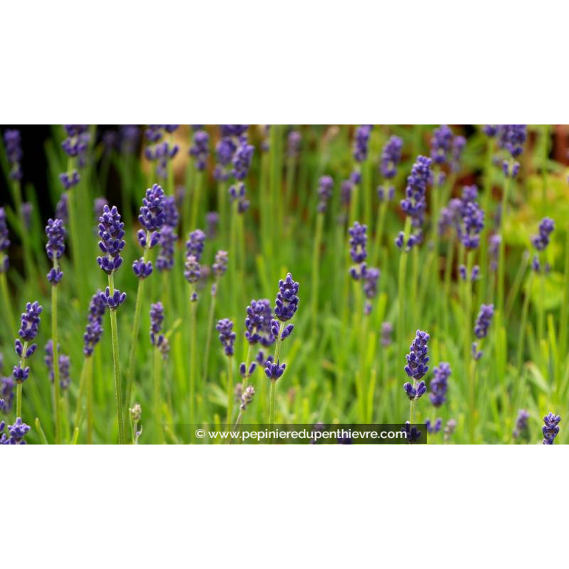 LAVANDULA angustifolia 'Hidcote Blue'