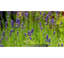 LAVANDULA angustifolia 'Hidcote Blue'